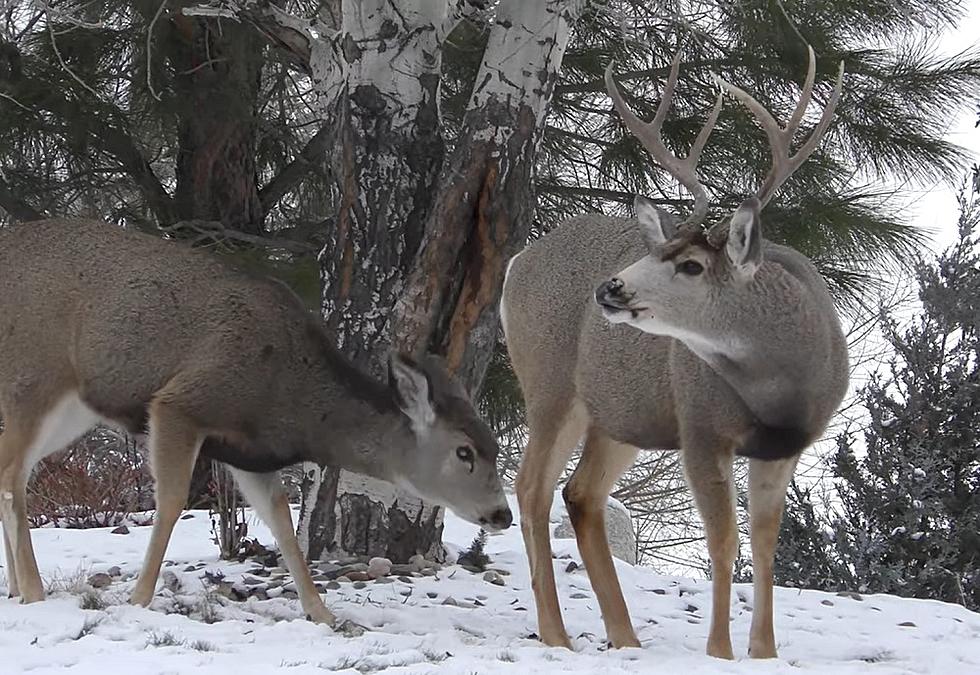 How Does The Mule Deer Foundation Help Wyoming&#8217;s Deer Population?