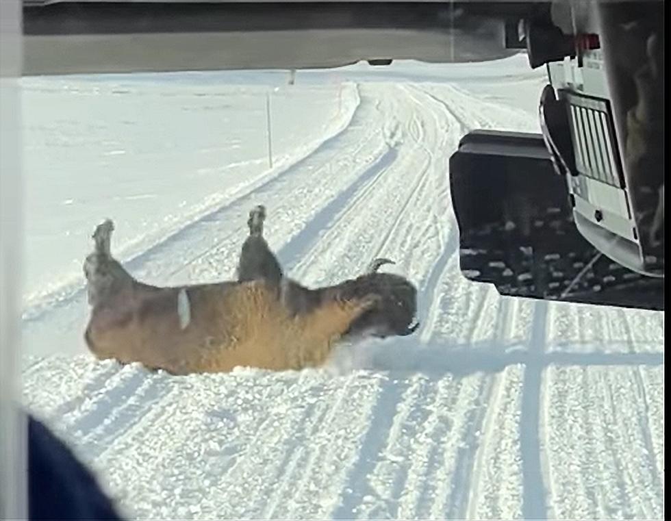 WATCH: Huge Yellowstone Bison Act Like A Tantrum Throwing Toddler