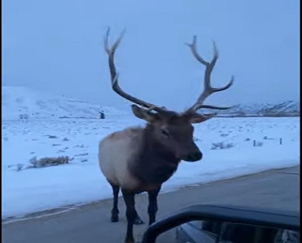 Why You Shouldn't Try And Get Tough With A Large Wyoming Elk