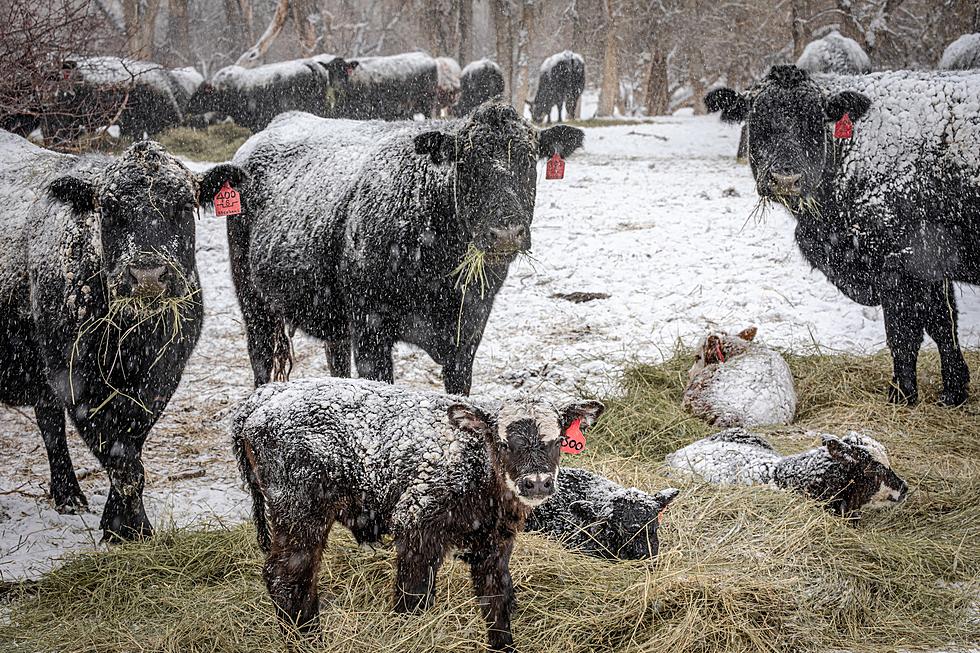 An Up Close Look At The Frigid 2022 Calving Season In Wyoming