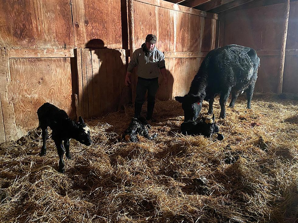 Glenrock, Wyoming Cow "Sweetie" Has Triplets For A Third Time