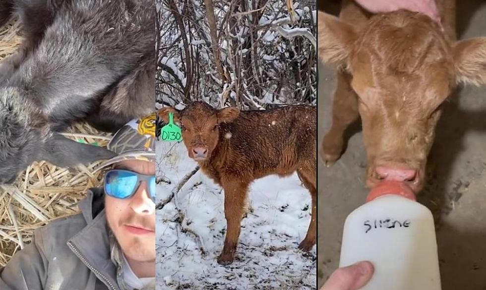 WATCH: Douglas Wyoming Ranch Hand Shares Charming Videos Of Calving Season