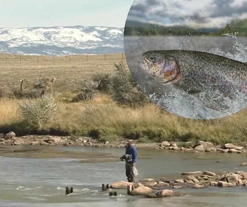 What Good Does North Platte River Flushing Flow Do For Fish?
