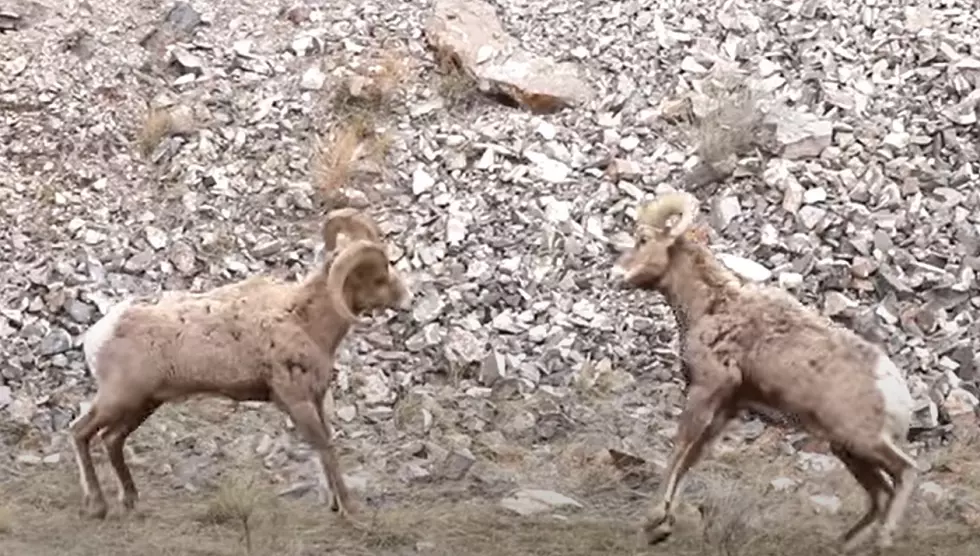 Wyoming Mountain Sheep Make The Best Of A Spring Snow Storm