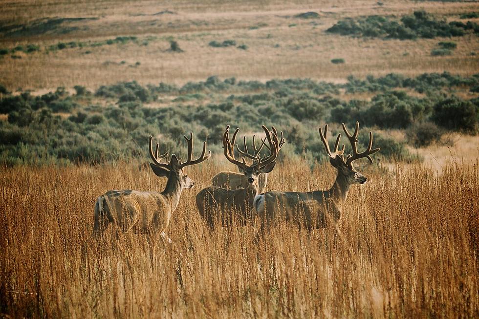 Want To Help Mule Deer Foundation Raise Money For Conservation?