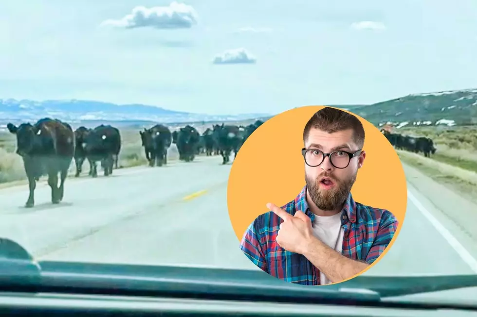 Udderly Ridiculous Traffic in Wyoming Makes Me Want to Moooove Out