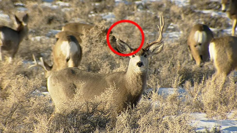 Big Game Shed Hunting Begins May 1 On Wyoming&#8217;s Public Lands