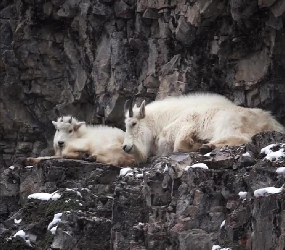 LOOK: Beautiful Video And Pictures Of Rare Wyoming Mountain Goats