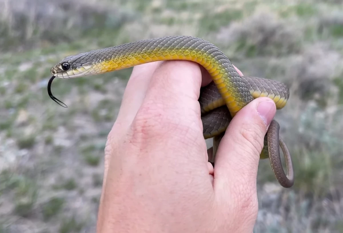 Is ‘Herping In Wyoming’ A Fun Adventure Or A Pesky Medical Issue?