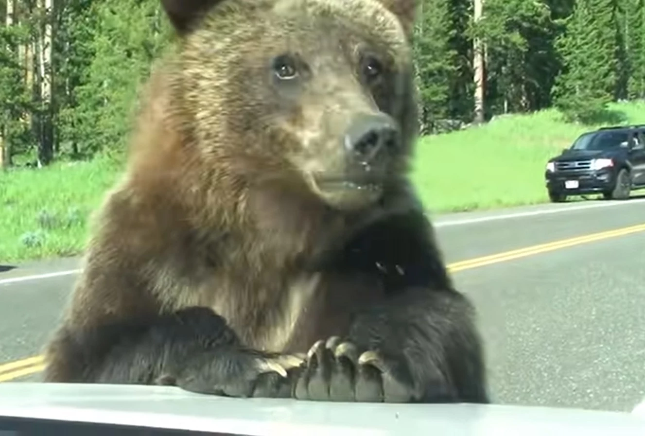 A Family’s Yellowstone Grizzly Experience Is Easily One They’ll Never Forget