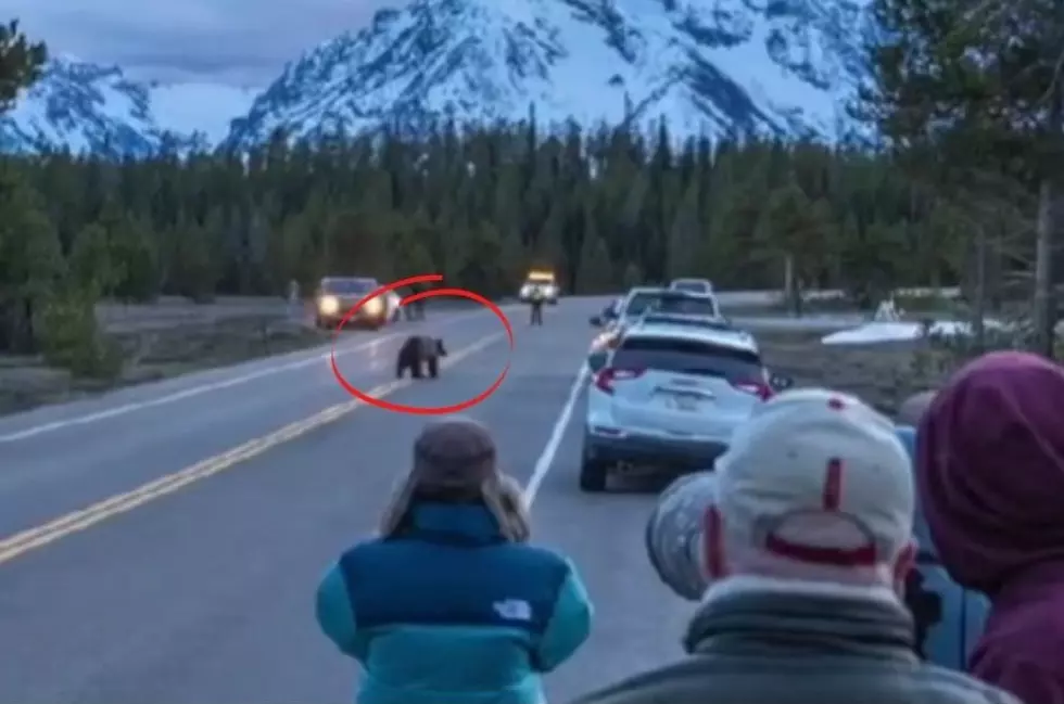 Have You Ever Seen A Famous Yellowstone "Bear Jam" ?