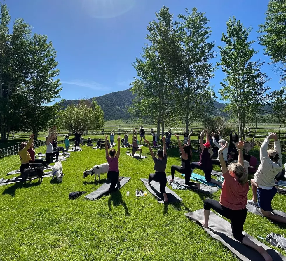 The New Fitness Trend “Goat Yoga” Has Arrived In Wyoming