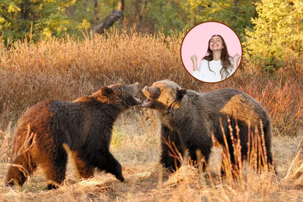 Excited Yellowstone Visitors Get To See Grizzlies In Action