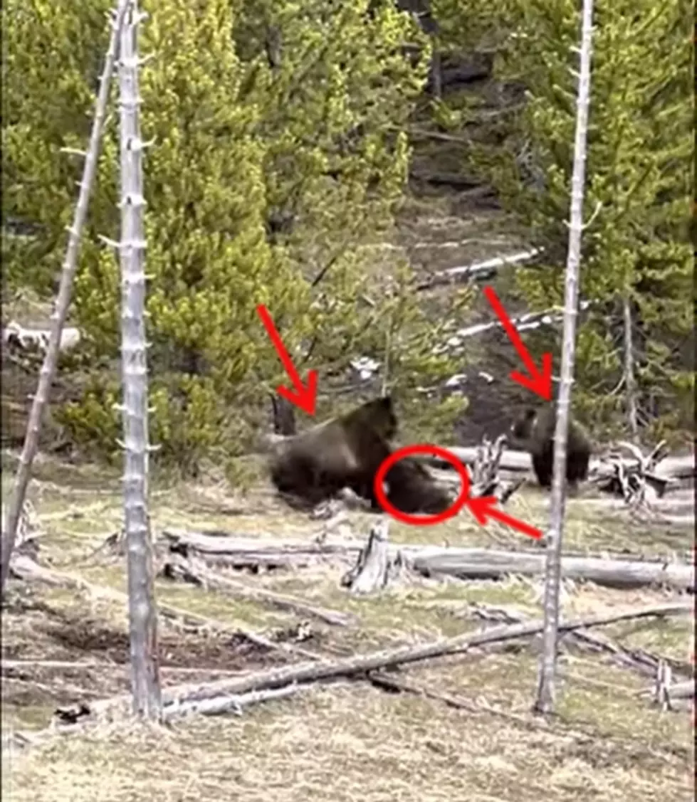 Surprise Graphic Video Of A Wyoming Grizzly Fighting Smaller Bear