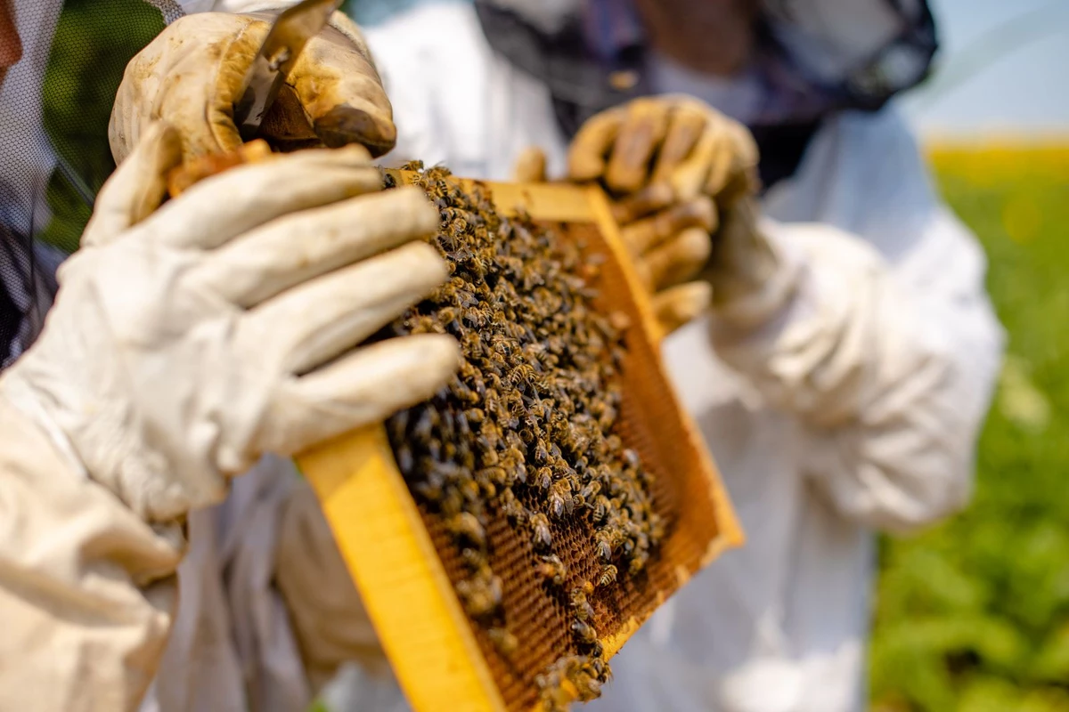 In The World Of Beekeeping, Wyoming’s Not That Great