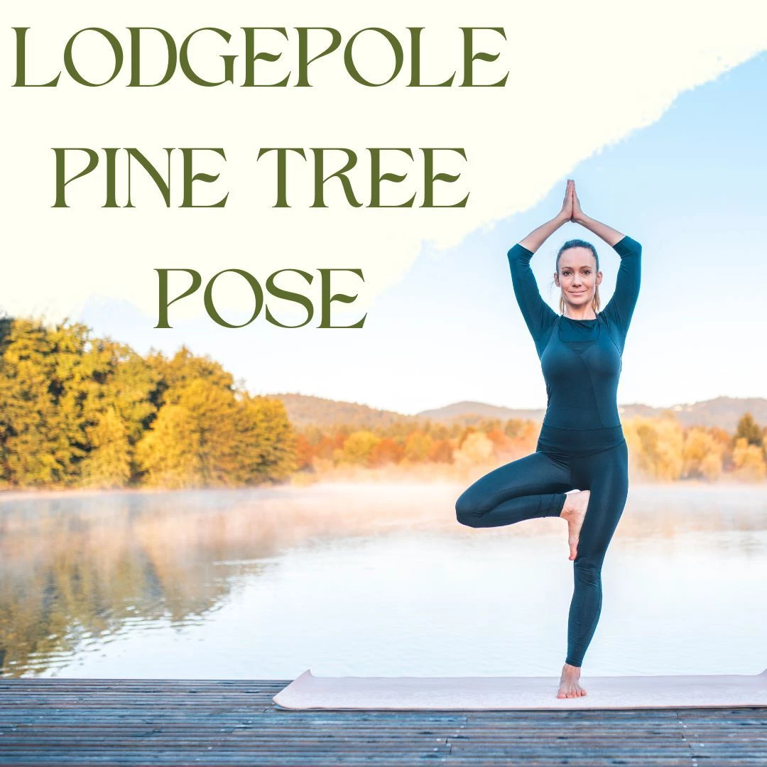 attachment lodgepole pine pose