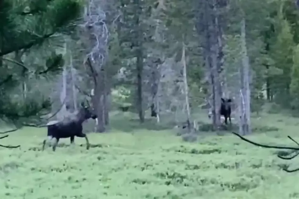 WATCH: Three Serene Wyoming Moose Caught On Video