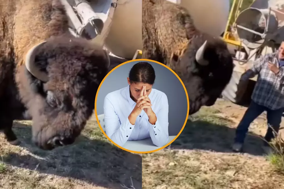Why Will People Not Stop Petting Wyoming Bison?