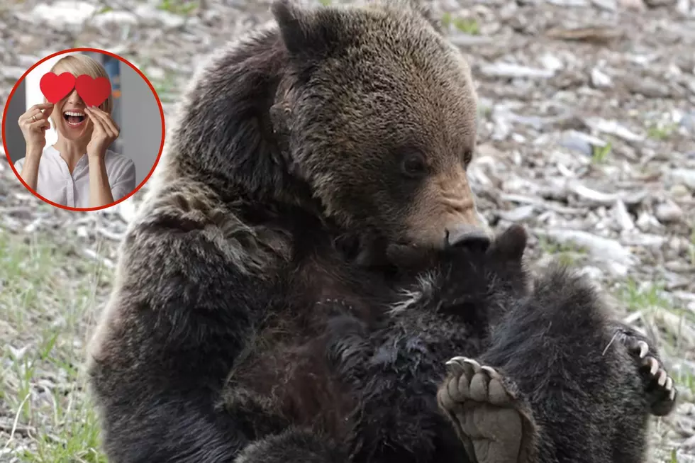 A Wyoming Grizzly Shows Off Her Mom Skills In Cute Video