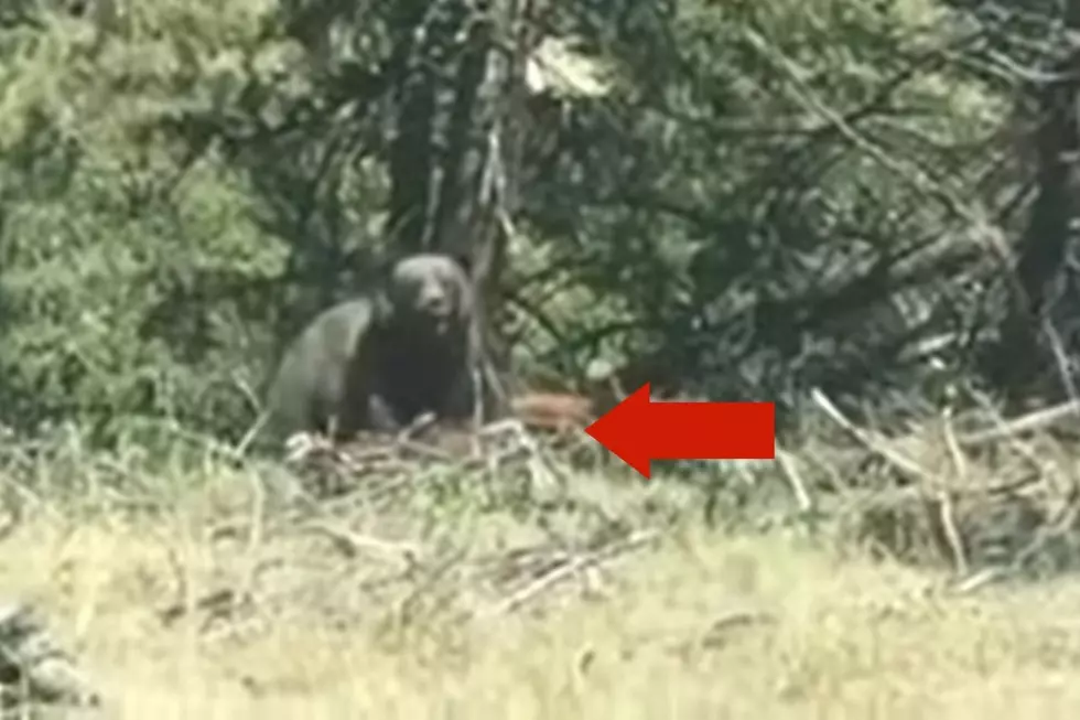 This Wyoming Baby Bison Is Out Matched By A Powerful Grizzly