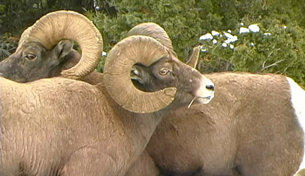 Look At These Rare Battles Between Wyoming Bighorn Sheep