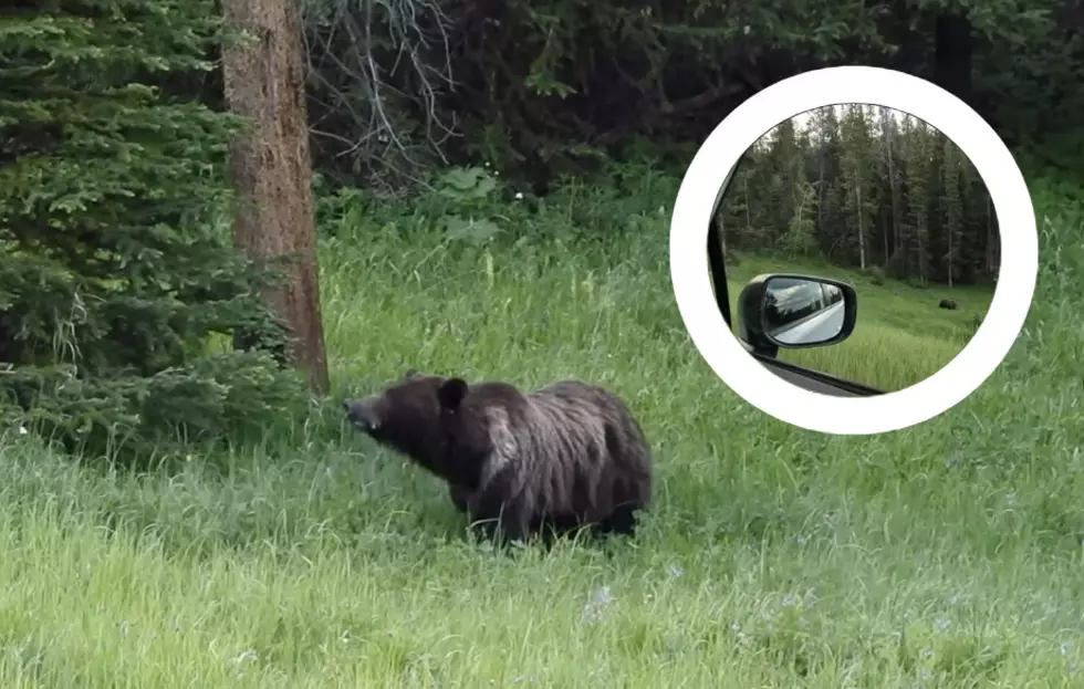 WATCH: Grizzly Bear Calmly Grazing Along Wyoming's Beartooth Hwy