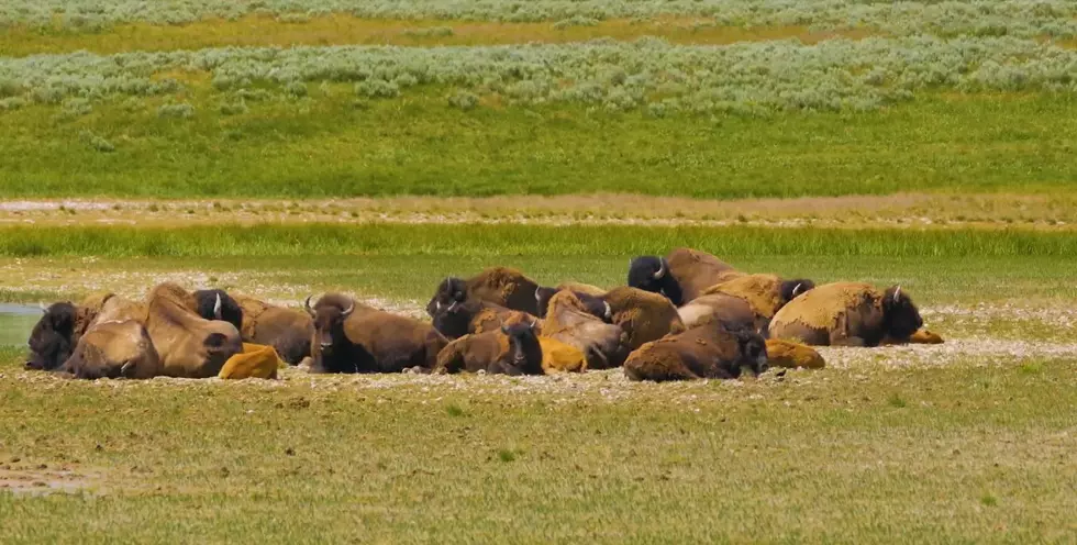 Spend 21 Unique Minutes With The Famous Bison Of Yellowstone