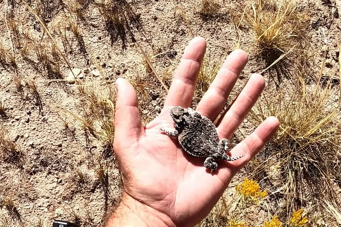 How To Go Horny Toad Hunting In Wyoming?