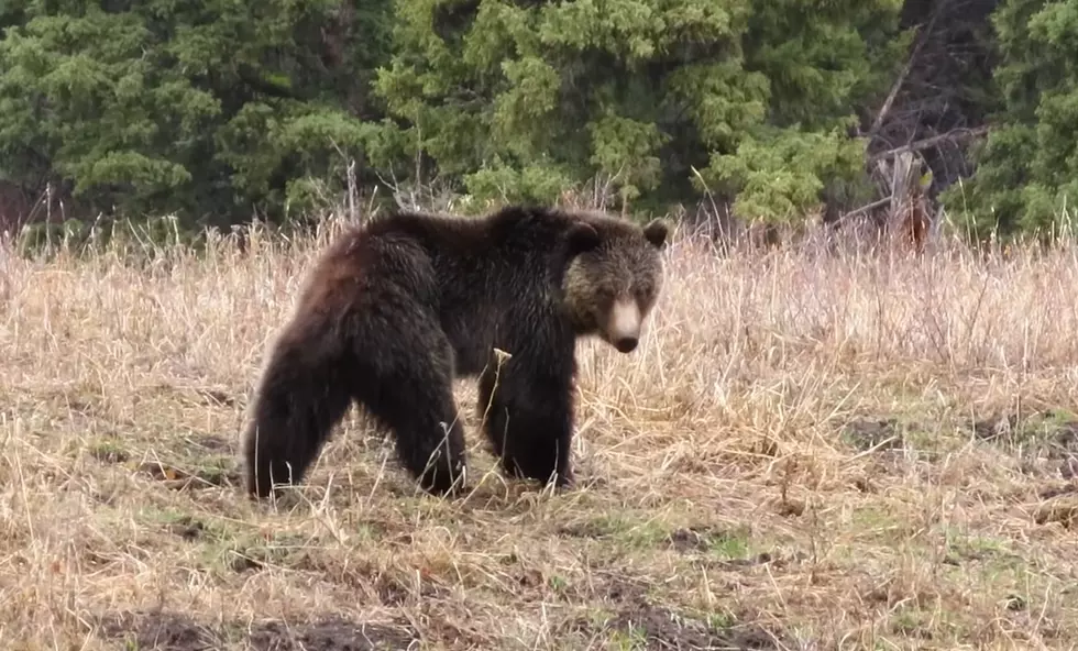Expert Wyoming Hiker Has A Fantastic Grizzly Bear Moment