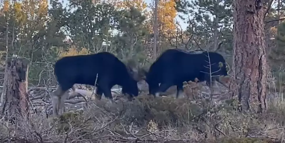 Watch These 2 Bull Moose Sparring In Southeast Wyoming