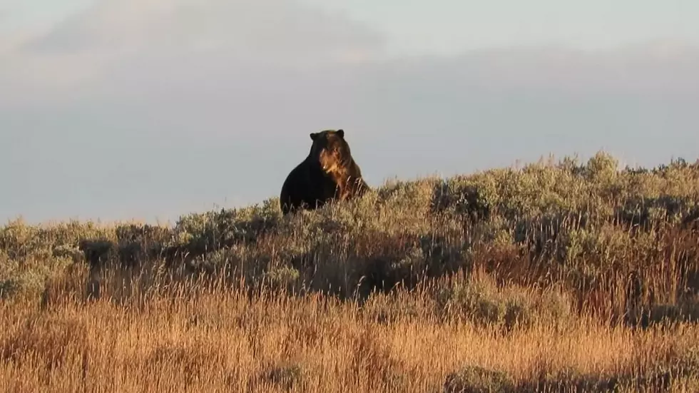 Wyoming Hiker Captures Stunning Video Of Grizzly And Wolves