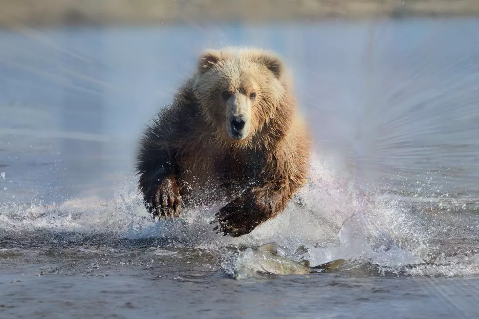 Focus On This Fast Wyoming Grizzly Bear Seen On Video