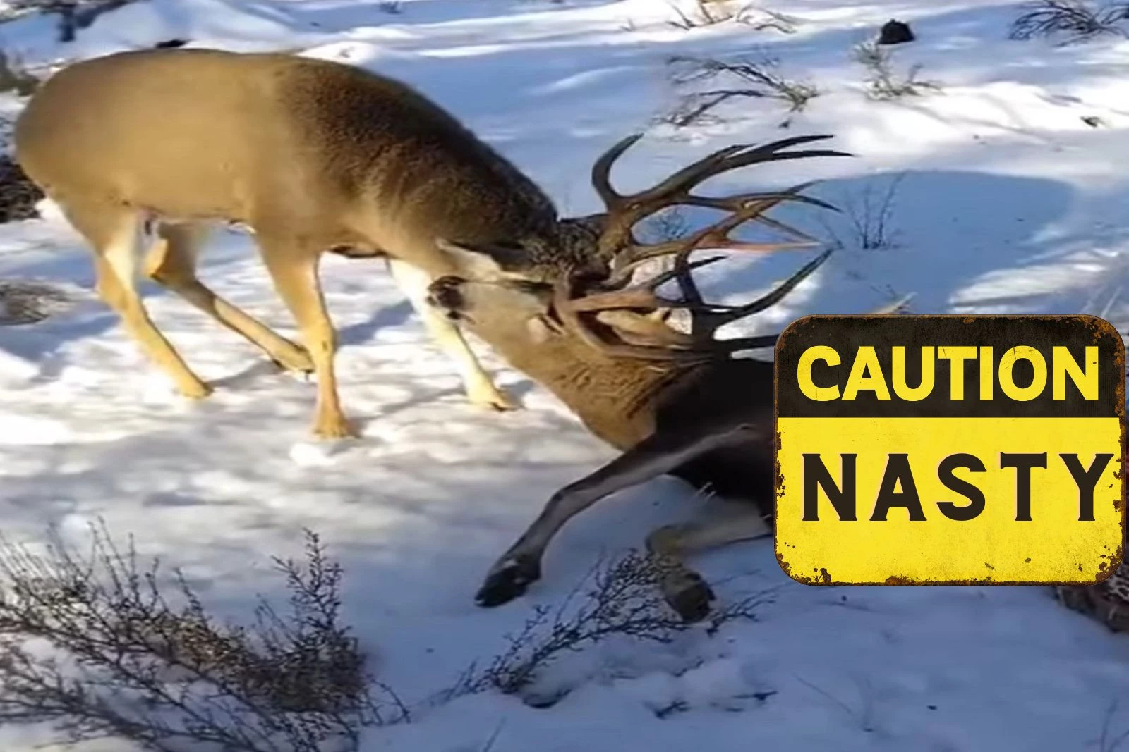 Deer Takes On Inflatable Frosty The Snowman In Texas Family's Front Yard