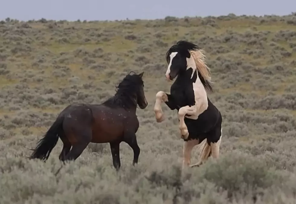 Wyoming’s Wild Horses Love To Run And Play Together