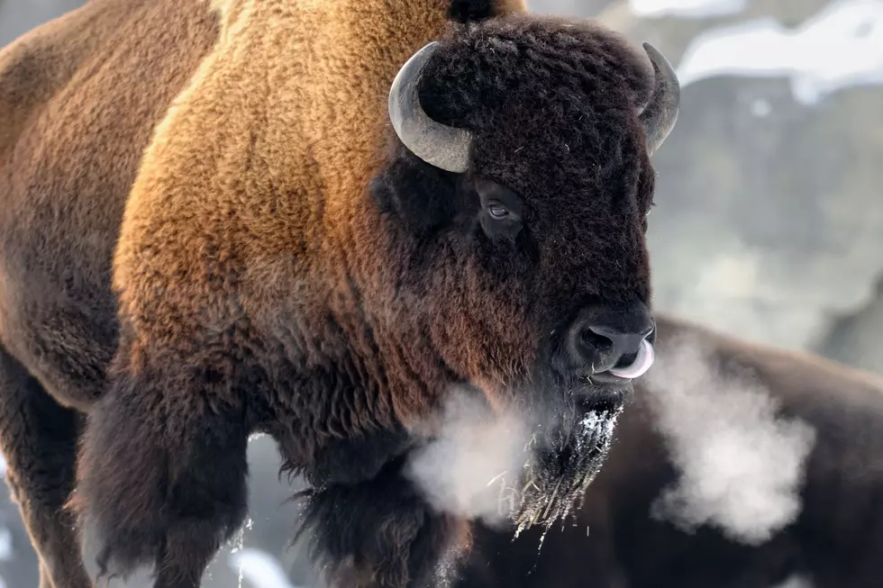 Why Are We Fascinated And Attracted To Large Wyoming Bison?