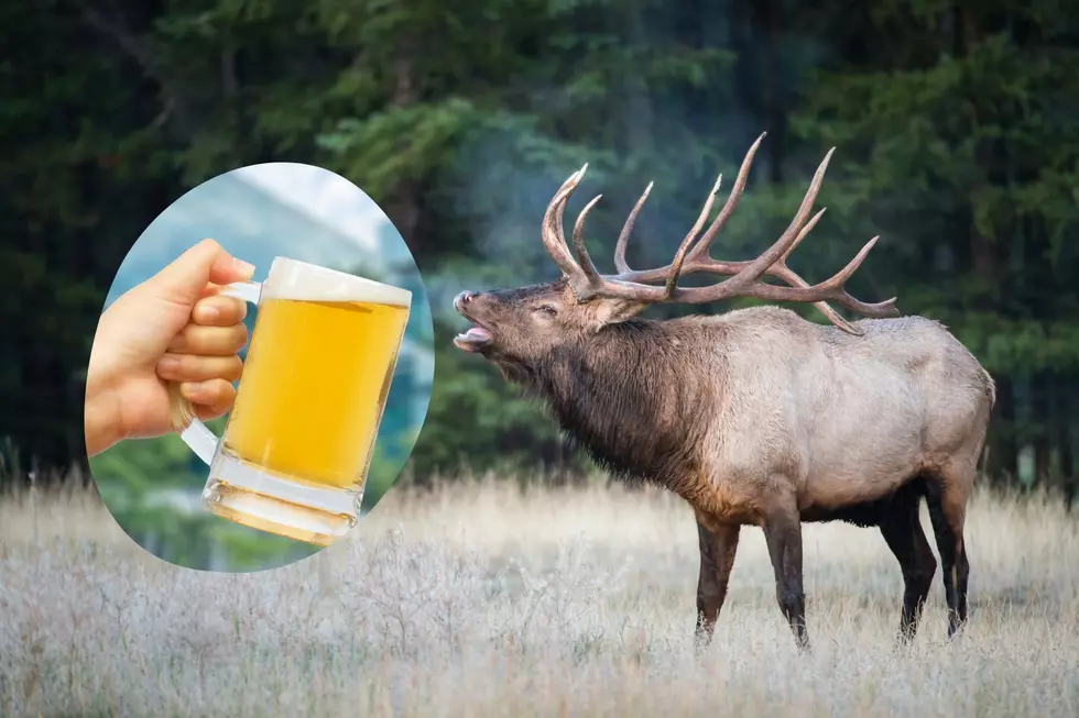 Here&#8217;s The Best Way To Lose A Beer And Get Whooped By An Elk