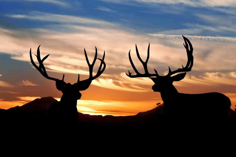 Here’s How To Help Impact Wyoming’s Low Mule Deer Population