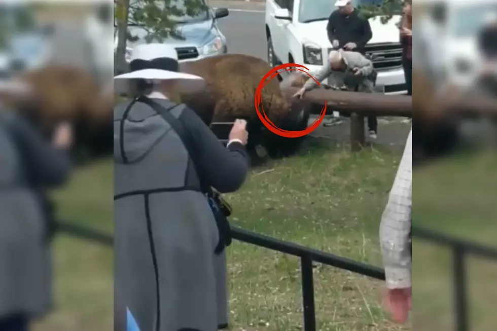 Watch A Woman Actually Reach Out And PET A Big Ol Wyoming Bison