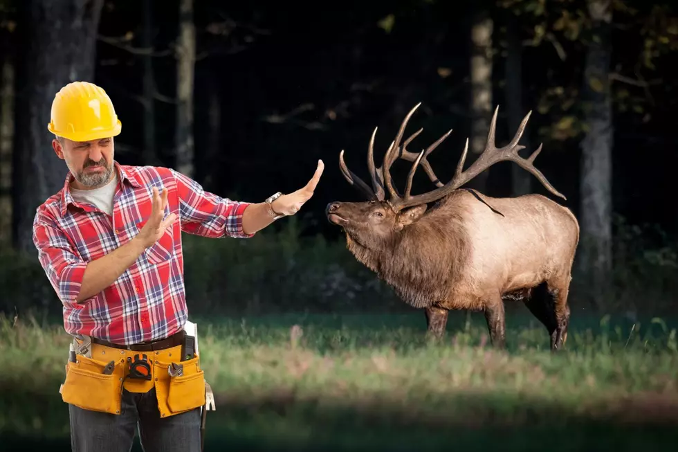 Watch This Big Wyoming Elk Show Intrusive Tourists His Power