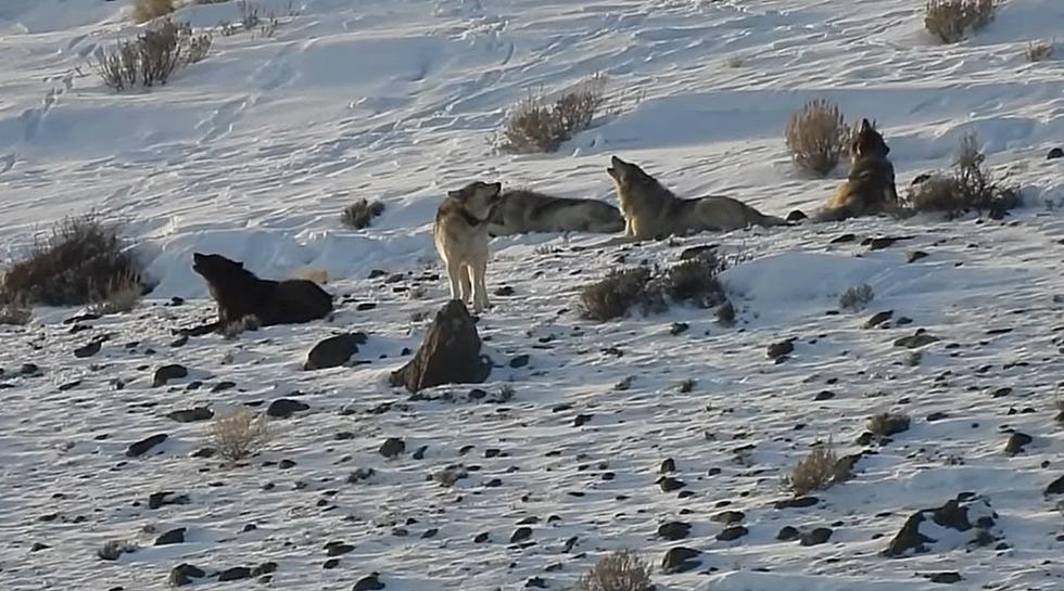 Awesome Video Of Yellowstone Wolves Chilling In The Snow