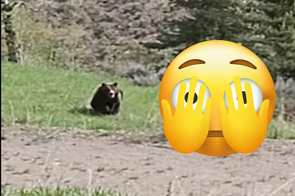 Casper Man And Daughter Have An Exciting Bear Encounter