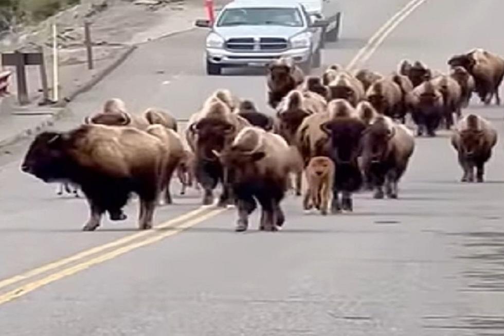 Look Out Amazing Bison Are On The Move In Yellowstone