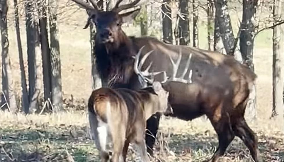 You Need To Watch The Willpower Of A Deer Whooping Elk