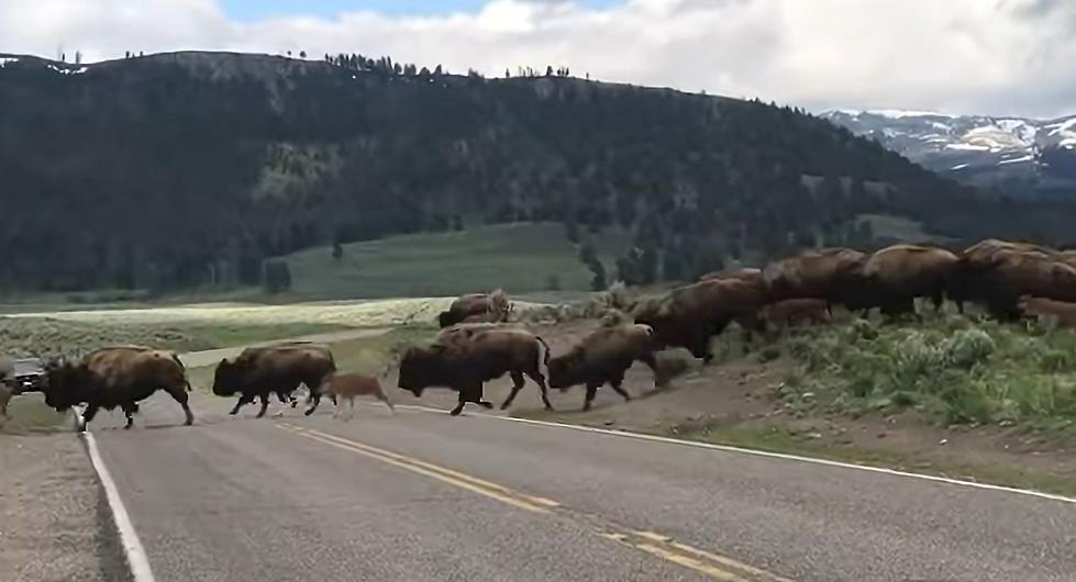 Wyoming Bison Are Big, Bad And Fascinating To Watch