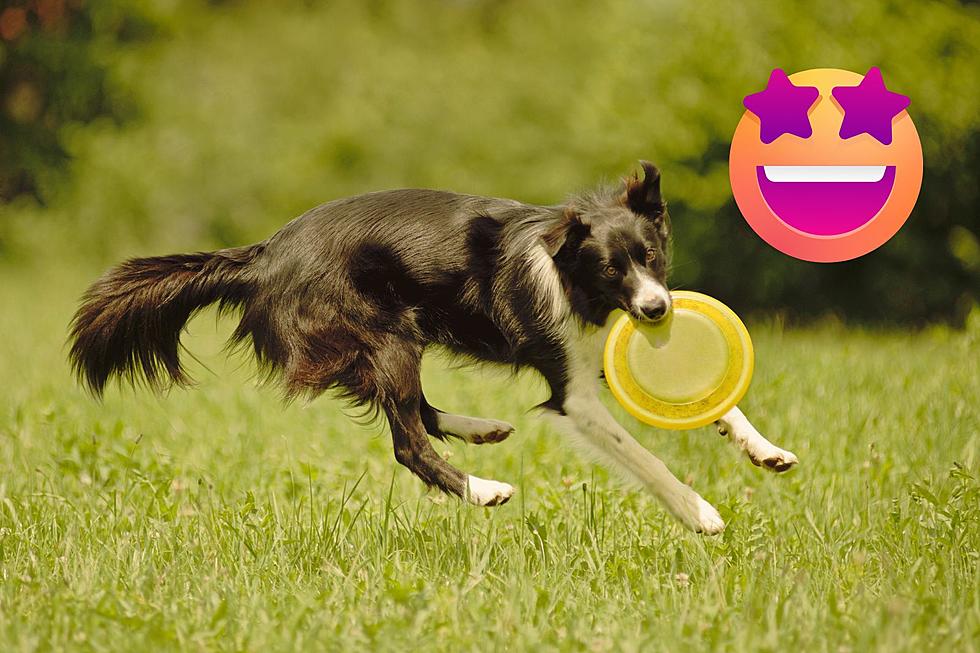 Here’s How To Be A Part Of Casper’s Toss & Fetch K-9 League