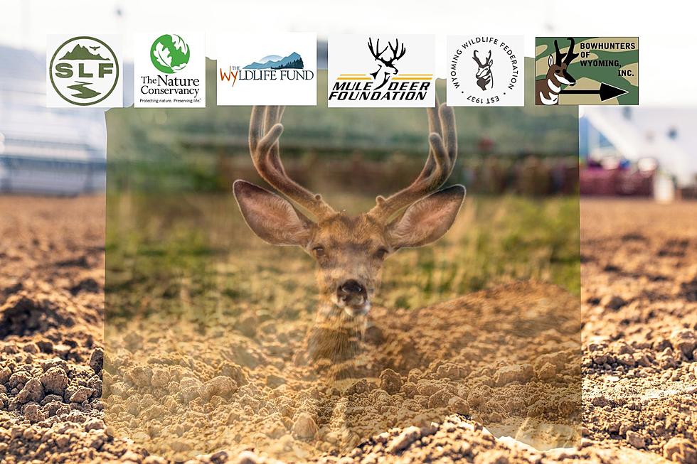 Win Awesome Prizes And Help Mule Deer Foundation At CFD