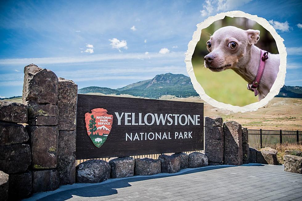 Stay Out Of The Spotlight And Control Your Pets At Yellowstone