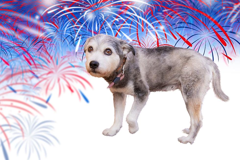 How To Keep Your Pet&#8217;s Happy On The 4th Of July In Wyoming