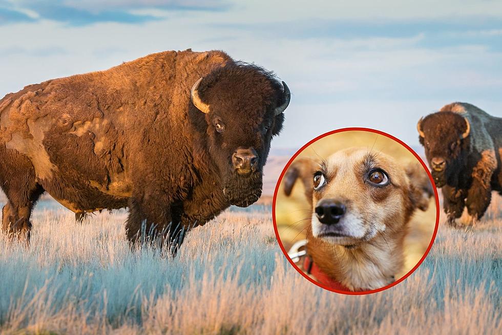 VIDEO: Dog Is Nearly Crushed By Big Bison
