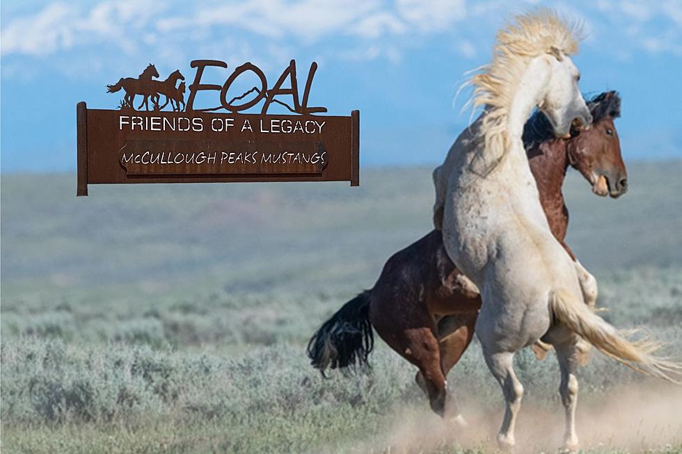 Wyoming Wild Horses Are Being Protected By A Non-Profit Group